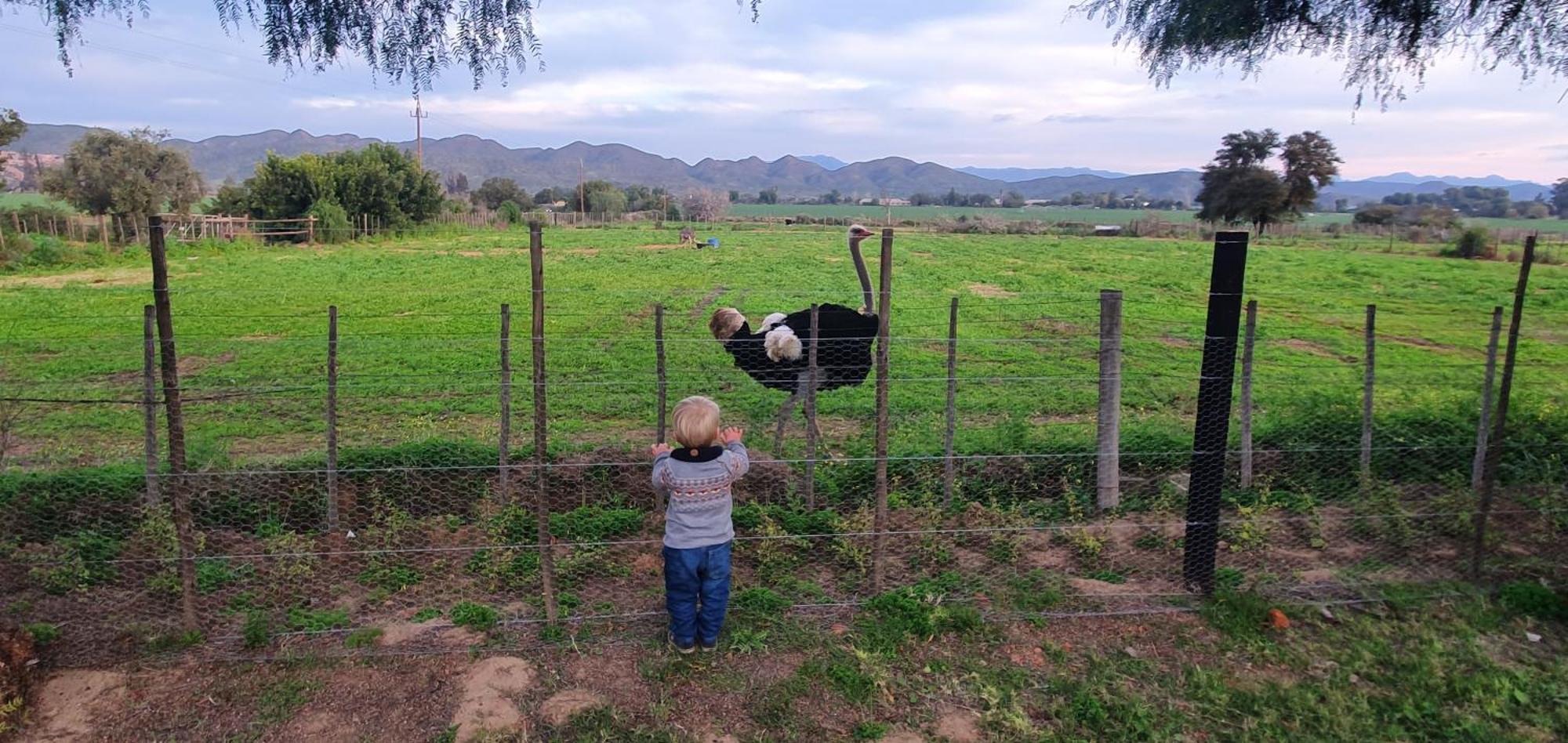 Karoo Leeu Self Catering Villa Oudtshoorn Bagian luar foto