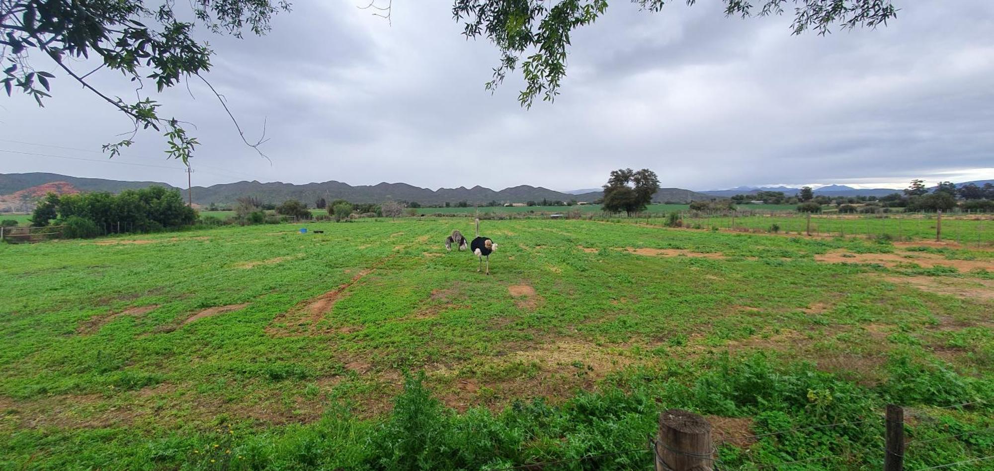 Karoo Leeu Self Catering Villa Oudtshoorn Bagian luar foto