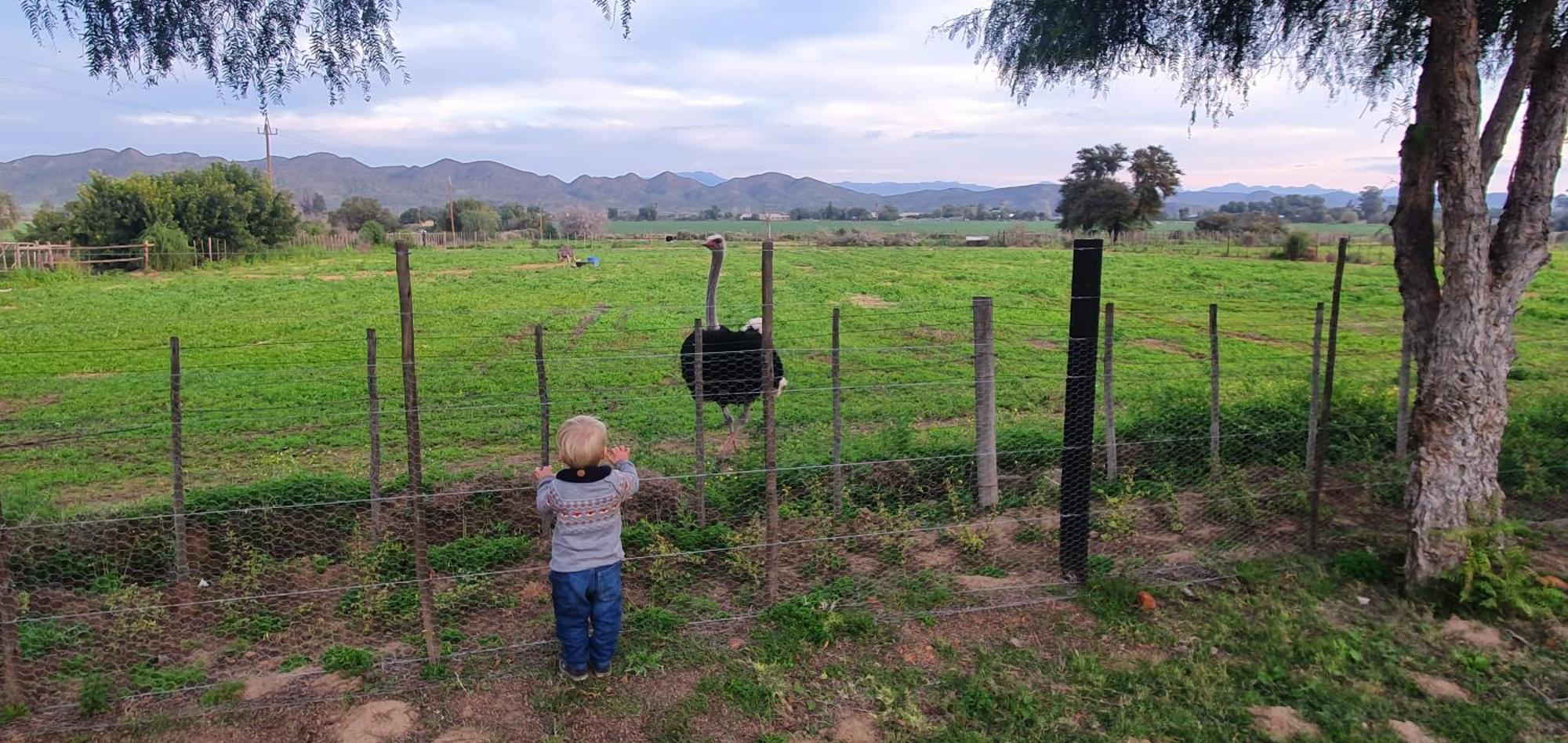 Karoo Leeu Self Catering Villa Oudtshoorn Bagian luar foto